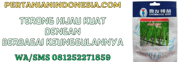 terong,hijau kuat,f1,hijau kuat f1,pertanian indonesia